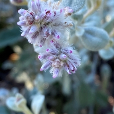 Ptilotus obovatus (Cotton Bush) at Gunderbooka, NSW - 25 Jun 2024 by Tapirlord