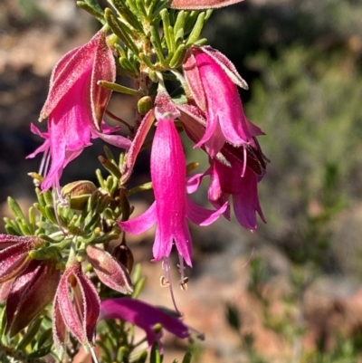 Eremophila latrobei subsp. latrobei at Gunderbooka, NSW - 25 Jun 2024 by Tapirlord