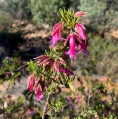 Eremophila latrobei subsp. latrobei at Gunderbooka, NSW - 25 Jun 2024