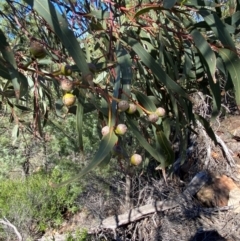 Eucalyptus morrisii at Gunderbooka, NSW - 25 Jun 2024 10:39 AM