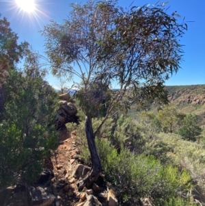 Eucalyptus morrisii at Gunderbooka, NSW - 25 Jun 2024