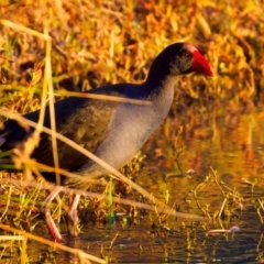 Porphyrio melanotus (Australasian Swamphen) at Benalla, VIC - 14 Jul 2024 by jb2602