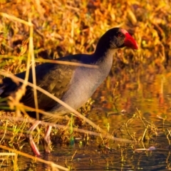 Porphyrio melanotus (Australasian Swamphen) at Benalla, VIC - 14 Jul 2024 by jb2602