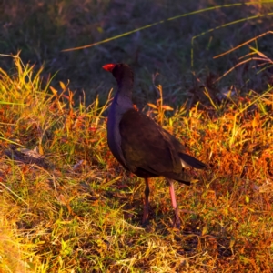 Porphyrio melanotus at Benalla, VIC - 14 Jul 2024