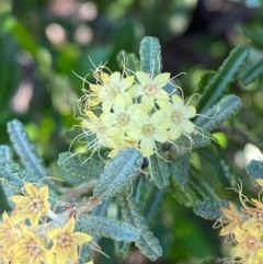 Phebalium glandulosum subsp. glandulosum (Desert Phebalium) at Gunderbooka, NSW - 25 Jun 2024 by Tapirlord