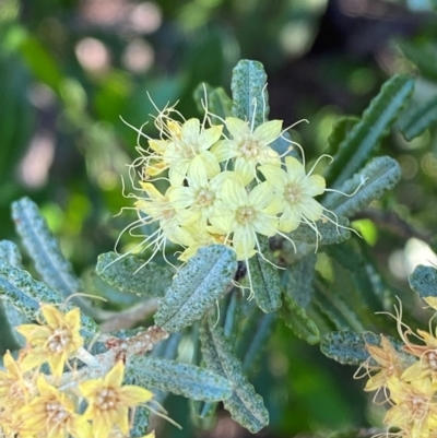 Phebalium glandulosum subsp. glandulosum (Desert Phebalium) at Gunderbooka, NSW - 25 Jun 2024 by Tapirlord