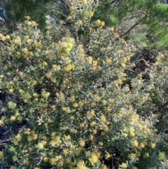 Phebalium glandulosum subsp. glandulosum at Gunderbooka, NSW - 25 Jun 2024