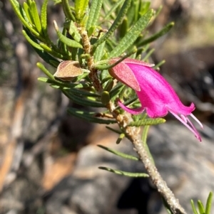 Eremophila latrobei subsp. latrobei at Gunderbooka, NSW - 25 Jun 2024