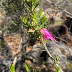 Eremophila latrobei subsp. latrobei at Gunderbooka, NSW - 25 Jun 2024