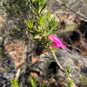 Eremophila latrobei subsp. latrobei at Gunderbooka, NSW - 25 Jun 2024