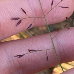 Eragrostis lacunaria (Lovegrass) at Gunderbooka, NSW - 25 Jun 2024 by Tapirlord