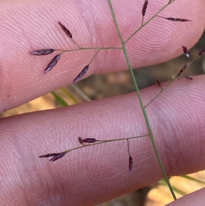 Eragrostis lacunaria (Lovegrass) at Gunderbooka, NSW - 25 Jun 2024 by Tapirlord