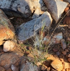 Eragrostis lacunaria at Gunderbooka, NSW - 25 Jun 2024