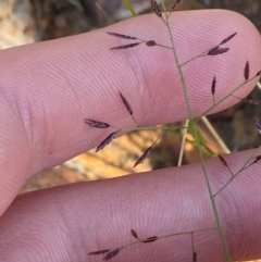 Eragrostis lacunaria at Gunderbooka, NSW - 25 Jun 2024