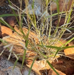 Eragrostis lacunaria at Gunderbooka, NSW - 25 Jun 2024