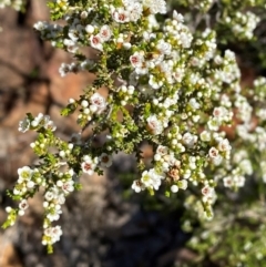 Micromyrtus ciliata (Fringed Heath-myrtle) at Gunderbooka, NSW - 25 Jun 2024 by Tapirlord