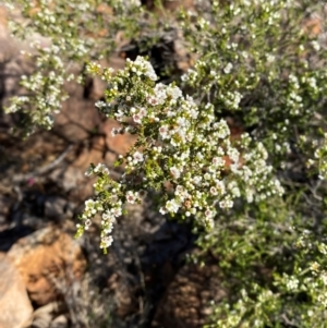 Micromyrtus ciliata at Gunderbooka, NSW - 25 Jun 2024