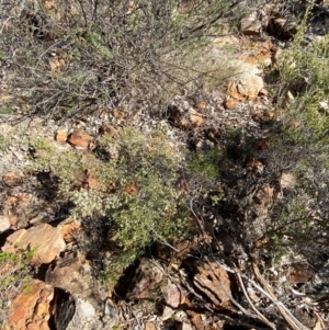 Micromyrtus ciliata at Gunderbooka, NSW - 25 Jun 2024