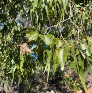 Brachychiton populneus subsp. trilobus at Gunderbooka, NSW - 25 Jun 2024