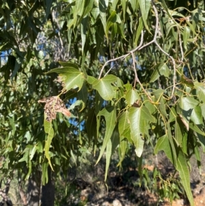Brachychiton populneus subsp. trilobus (Desert Kurrajong) at Gunderbooka, NSW by Tapirlord