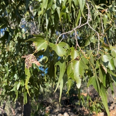 Brachychiton populneus subsp. trilobus (Desert Kurrajong) at Gunderbooka, NSW - 25 Jun 2024 by Tapirlord