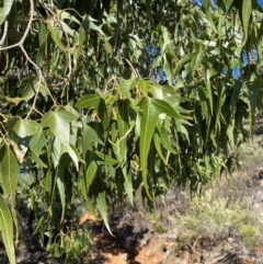 Brachychiton populneus subsp. trilobus at Gunderbooka, NSW - 25 Jun 2024 10:21 AM