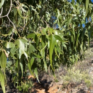 Brachychiton populneus subsp. trilobus at Gunderbooka, NSW - 25 Jun 2024