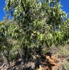 Brachychiton populneus subsp. trilobus at Gunderbooka, NSW - 25 Jun 2024