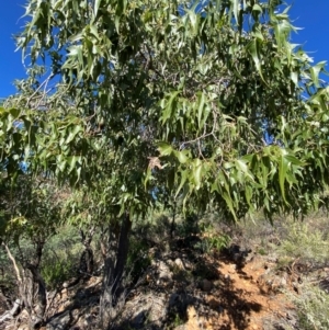 Brachychiton populneus subsp. trilobus at Gunderbooka, NSW - 25 Jun 2024