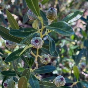 Beyeria viscosa at Gunderbooka, NSW - 25 Jun 2024