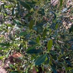 Beyeria viscosa at Gunderbooka, NSW - 25 Jun 2024