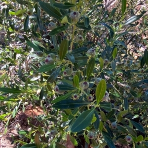 Beyeria viscosa at Gunderbooka, NSW - 25 Jun 2024