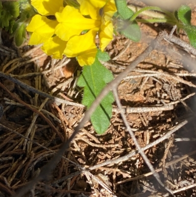 Velleia glabrata (Smooth Velleia) at Gunderbooka, NSW - 25 Jun 2024 by Tapirlord