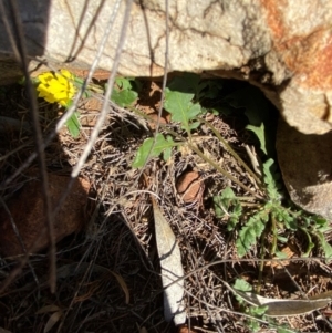 Velleia glabrata at Gunderbooka, NSW - 25 Jun 2024