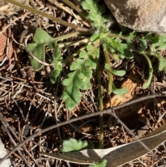 Velleia glabrata at Gunderbooka, NSW - 25 Jun 2024