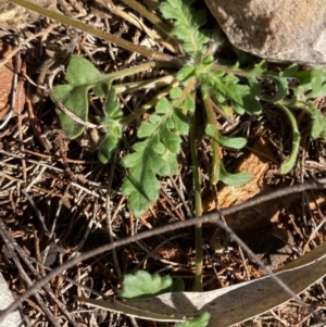 Velleia glabrata at Gunderbooka, NSW - 25 Jun 2024