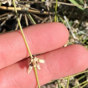 Lomandra patens at Gunderbooka, NSW - 25 Jun 2024