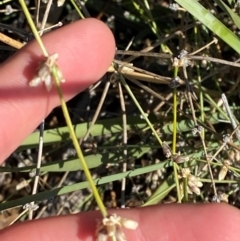 Lomandra patens at Gunderbooka, NSW - 25 Jun 2024