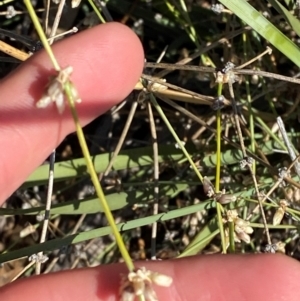 Lomandra patens at Gunderbooka, NSW - 25 Jun 2024