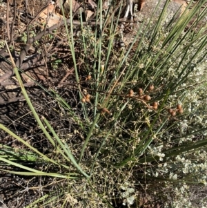 Lomandra patens at Gunderbooka, NSW - 25 Jun 2024