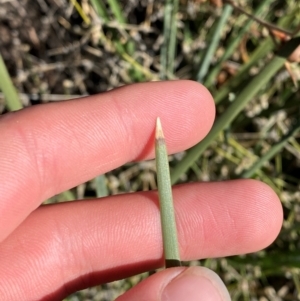 Lomandra patens at Gunderbooka, NSW - 25 Jun 2024