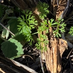 Daucus glochidiatus (Australian Carrot) at Gunderbooka, NSW - 25 Jun 2024 by Tapirlord