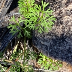 Daucus glochidiatus at Gunderbooka, NSW - 25 Jun 2024