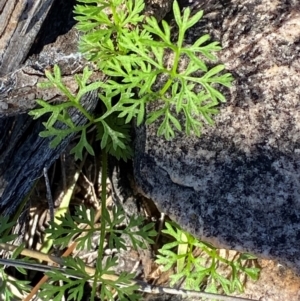 Daucus glochidiatus at Gunderbooka, NSW - 25 Jun 2024