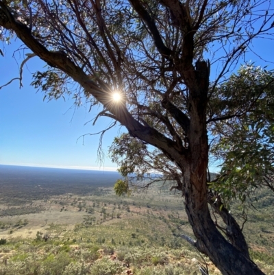 Eucalyptus morrisii (Grey Mallee) at Gunderbooka, NSW - 25 Jun 2024 by Tapirlord