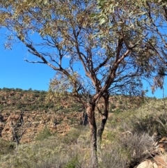 Eucalyptus morrisii at Gunderbooka, NSW - 25 Jun 2024 10:09 AM