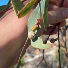 Eucalyptus morrisii at Gunderbooka, NSW - 25 Jun 2024 10:09 AM