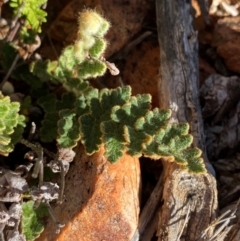 Cheilanthes lasiophylla (Woolly Cloak Fern) at Gunderbooka, NSW - 25 Jun 2024 by Tapirlord