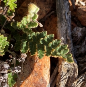 Cheilanthes lasiophylla (Woolly Cloak Fern) at Gunderbooka, NSW by Tapirlord
