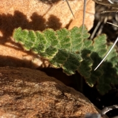 Cheilanthes lasiophylla at Gunderbooka, NSW - 25 Jun 2024